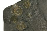 Dactylioceras Ammonite Cluster - Posidonia Shale, Germany #180328-1